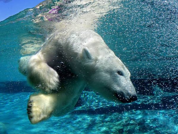 11 любопытных фактов о белых медведях