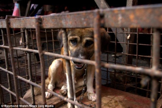На рынке в Индонезии продают обугленных собак, крыс и обезьян