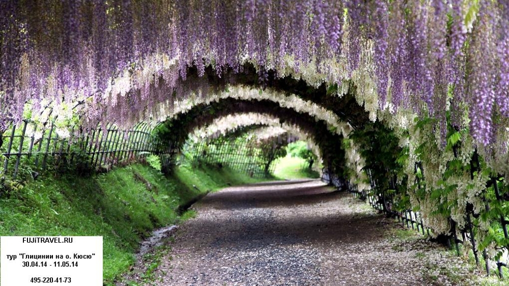 Туннель из живых глициний в Японии