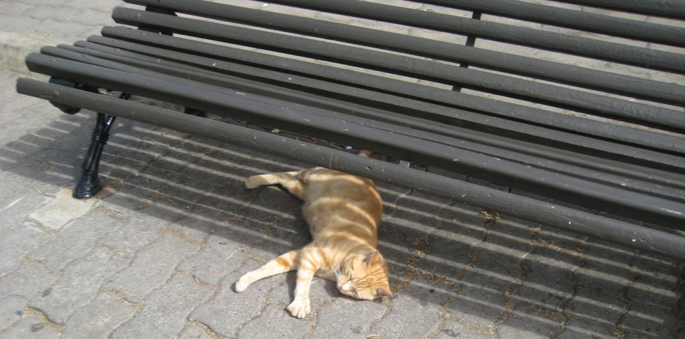 Из жизни португальского кота… (нетрезвые заметки)