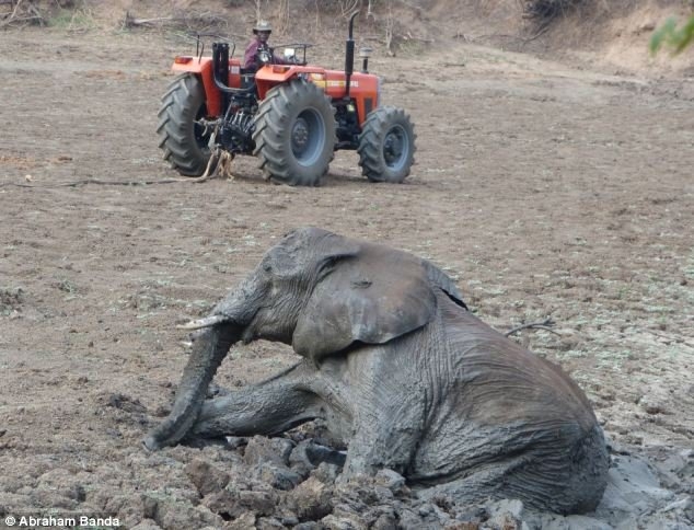 Спасение слонов