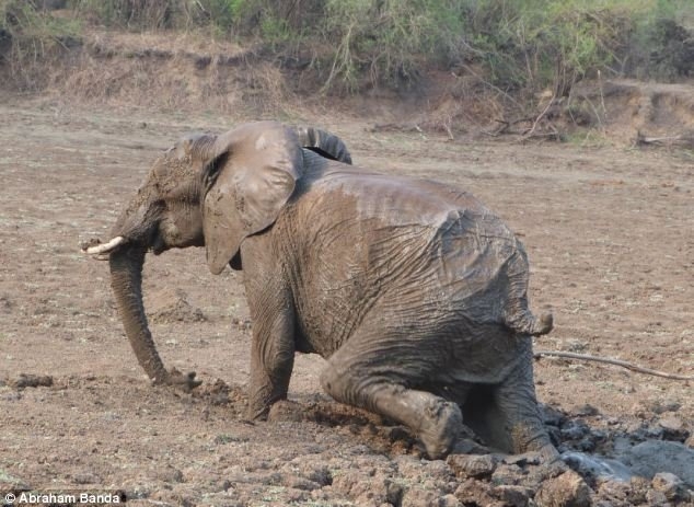 Спасение слонов