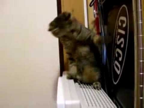 Кот ведет бой с обогревателем! 