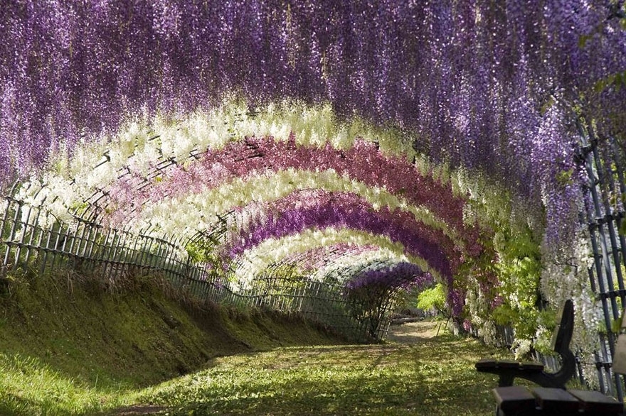 Тоннель глициний в японском саду цветов Кавати Фудзи