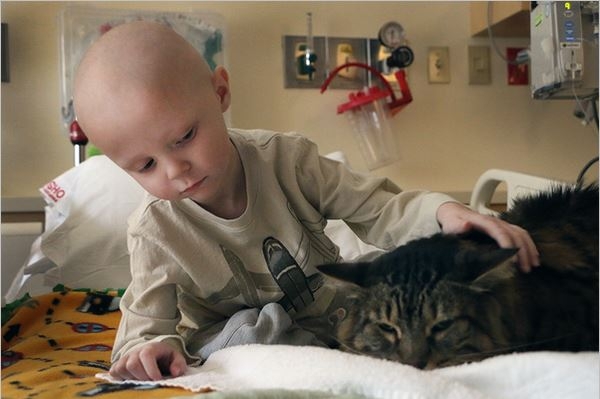Кот и собаки помогают больным детям Портленда