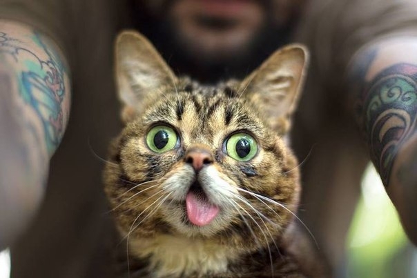 Заклинаю кота! :)