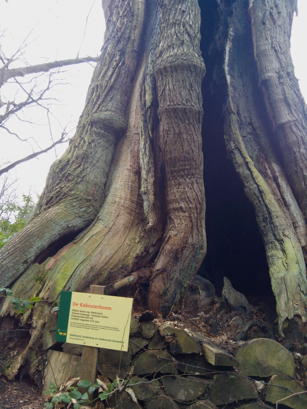 Пятисотлетнее дерево в Нидерландах