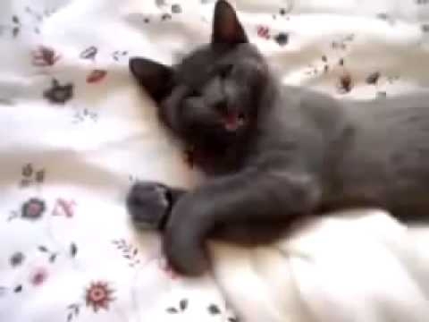 Дай Коту Поспать!  