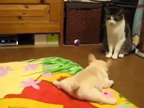 Тренировка нападения щенка на кота 