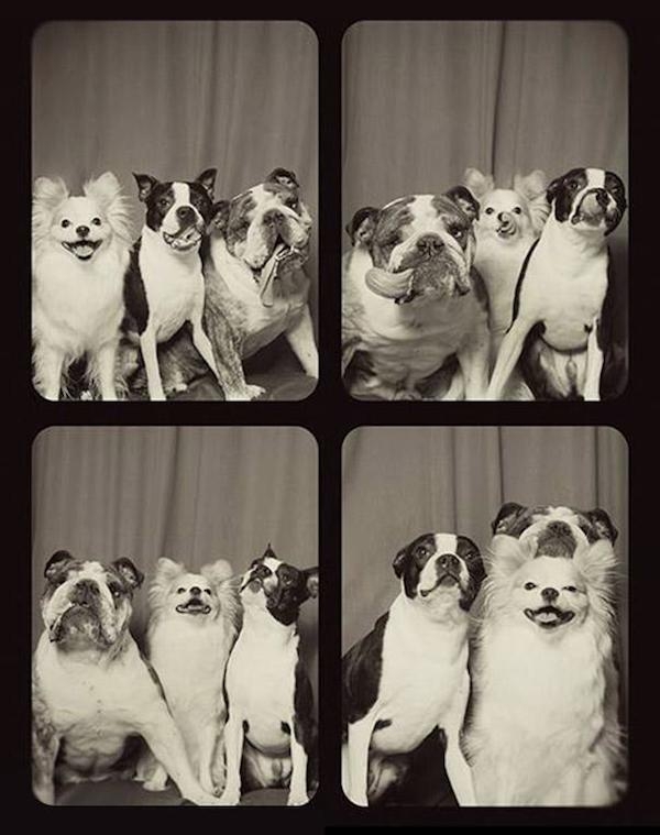 Умилительные фотографии собак в фотобудке 