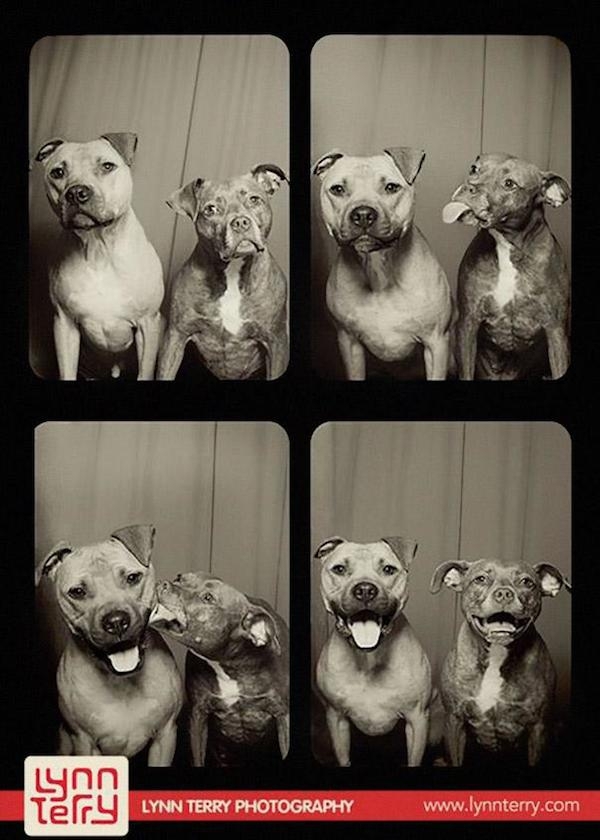 Умилительные фотографии собак в фотобудке 