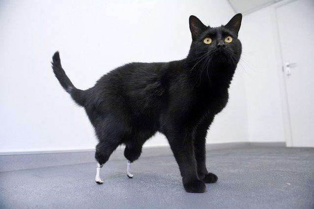 Животные-инвалиды продолжают двигаться с помощью протезов