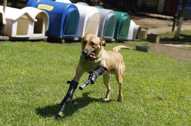 Животные-инвалиды продолжают двигаться с помощью протезов