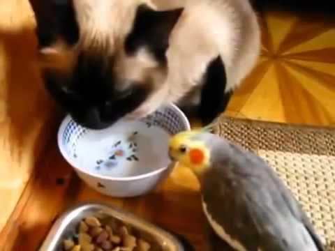 Ужин попугая с котом 