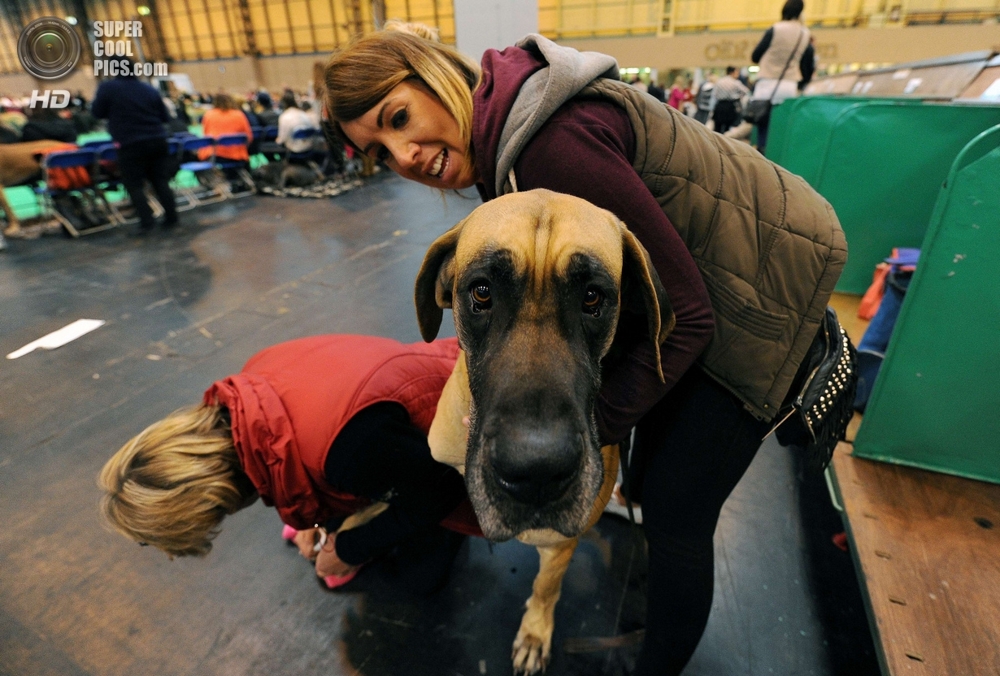 Всемирно известная выставка собак в Бирмингеме