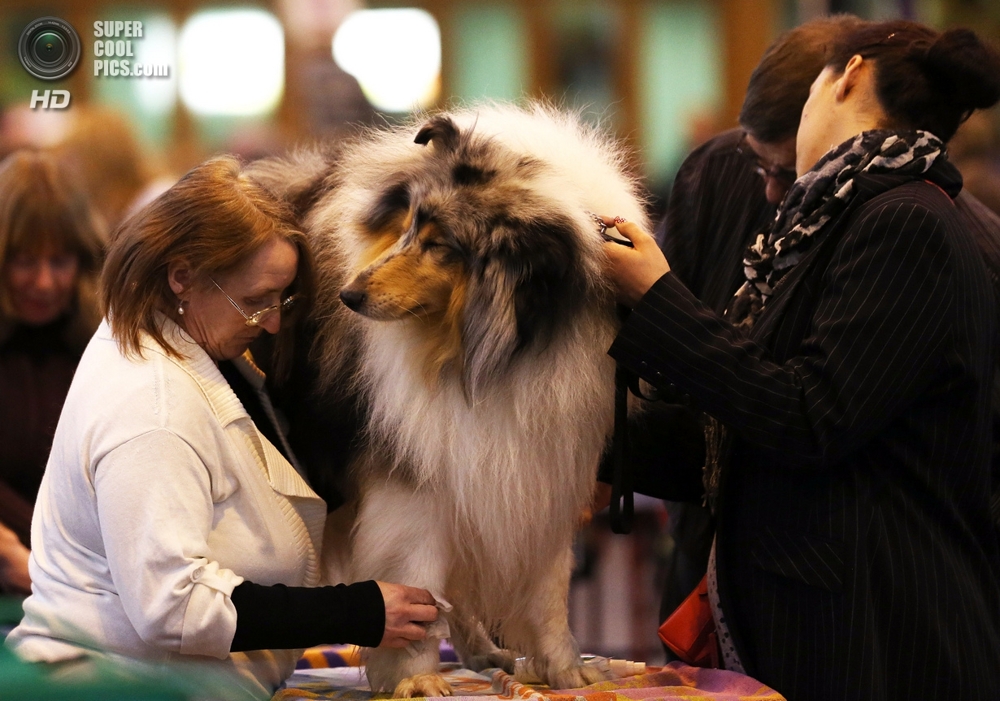 Всемирно известная выставка собак в Бирмингеме