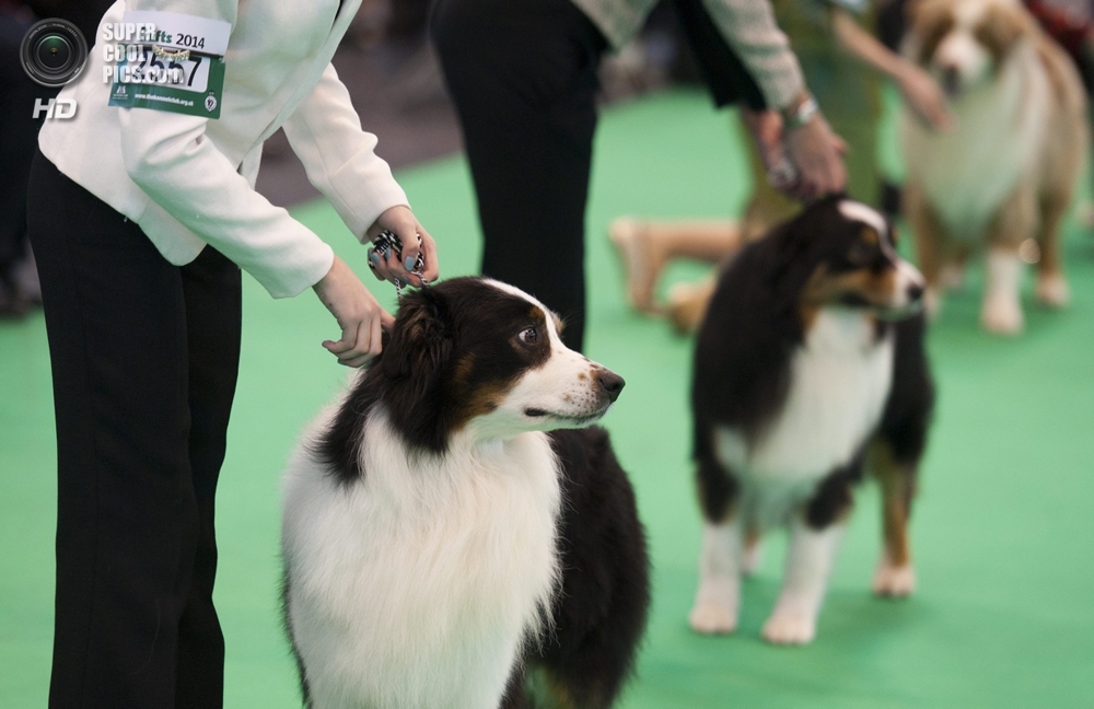 Самая крупномасштабная выставка собак в мире 