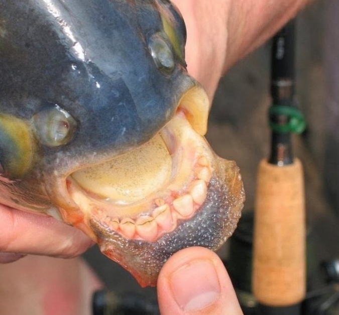 Паку - рыба с человеческими зубами