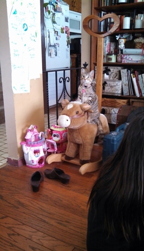 Кошка увидела как дети качаются на лошадке и решала повторить это. 