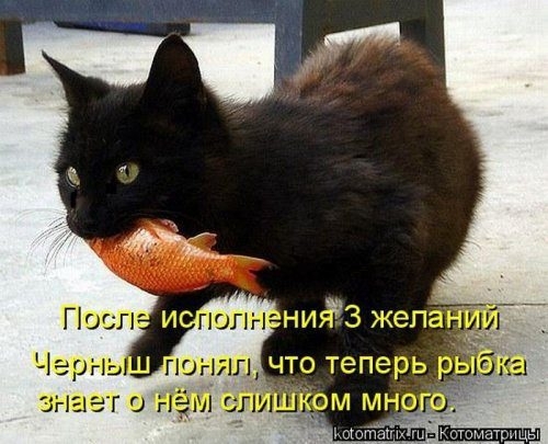 КОТОМАТРИЦЫ