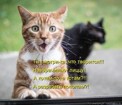 КОТОМАТРИЦЫ