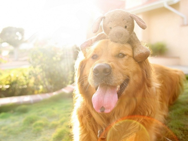 Самый счастливый пёс в мире 