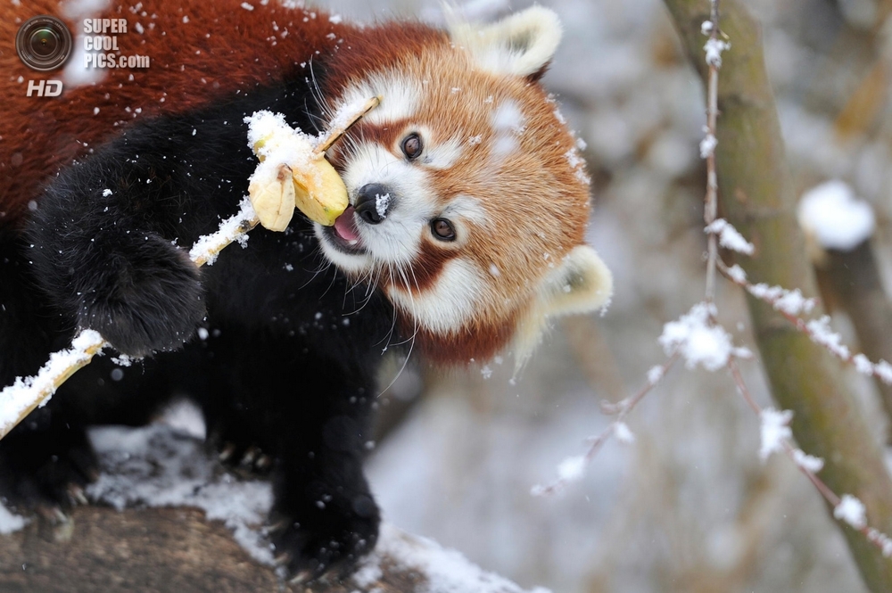 Малая панда — милейший зверёк