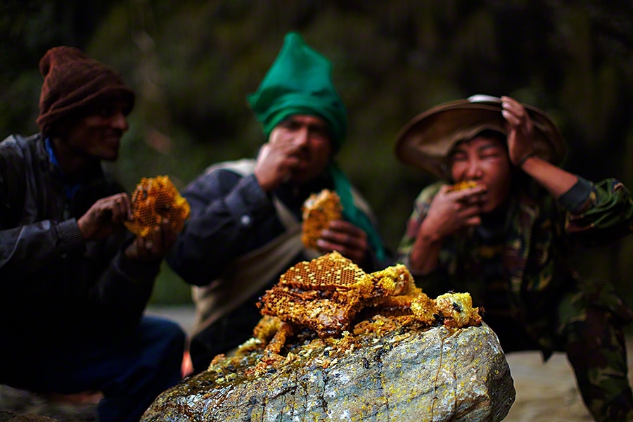 Как собирают мёд диких пчел в Гималаях