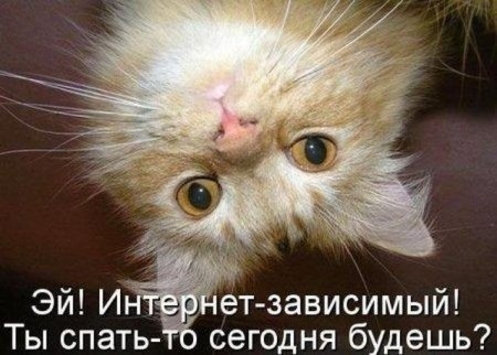 Позитивный кото-пост.