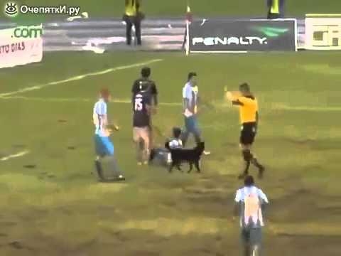 Пёс мешает играть в футбол  