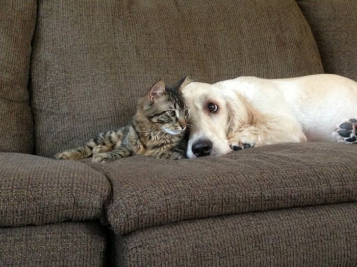 Кошки и собаки могут быть друзьями