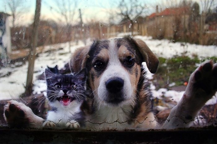 Кошки и собаки могут быть друзьями