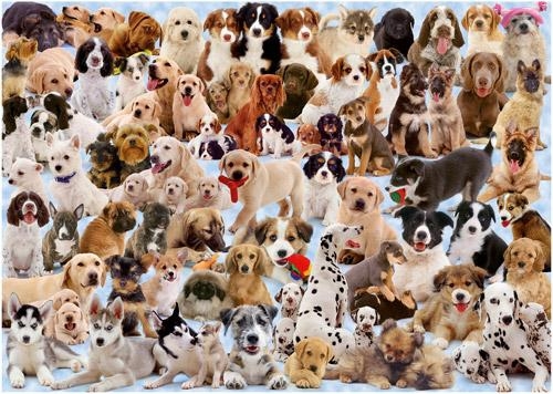 21 вид необыкновенных скрещенных собак!!!