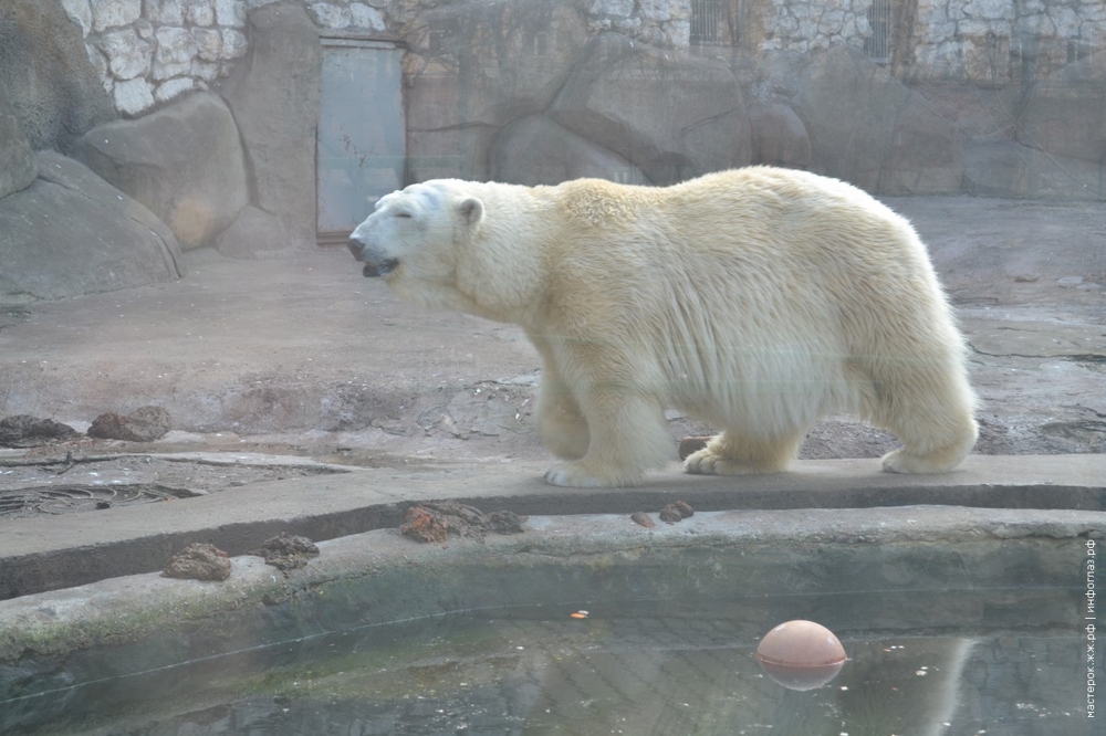 Весна в московском зоопарке 