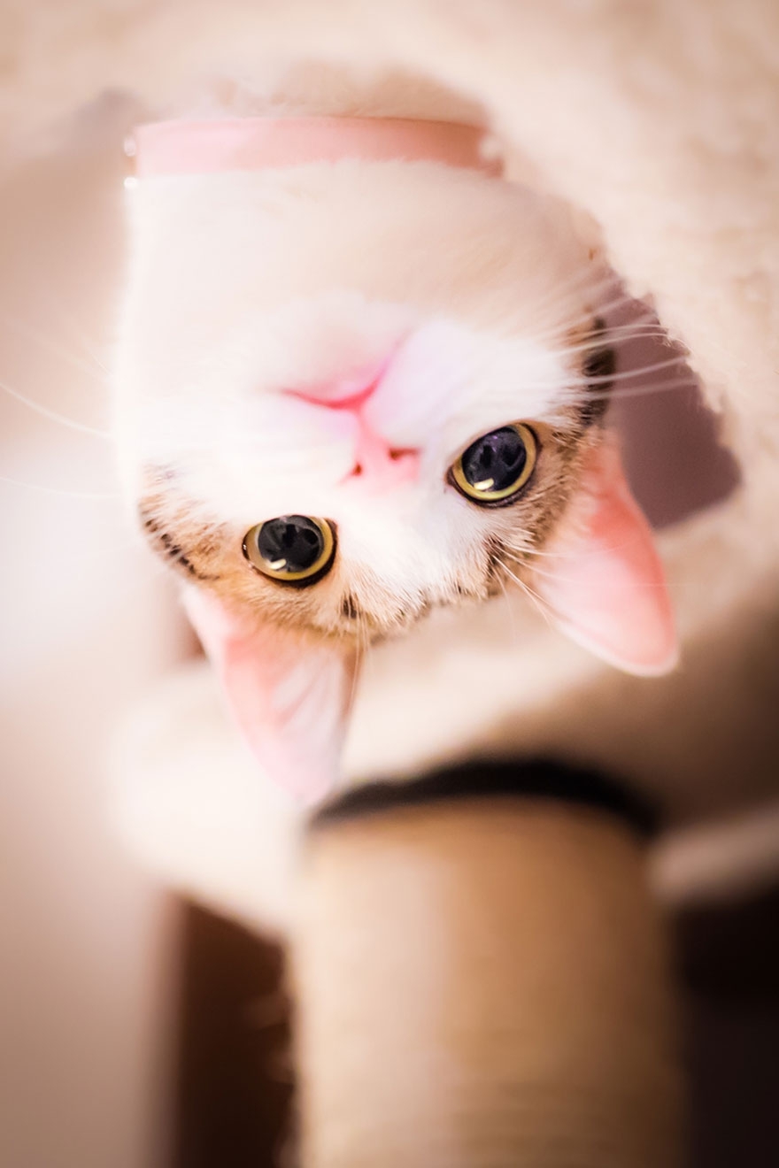 Красивые фотографии кошек от фотографа Seiji Mamiya!