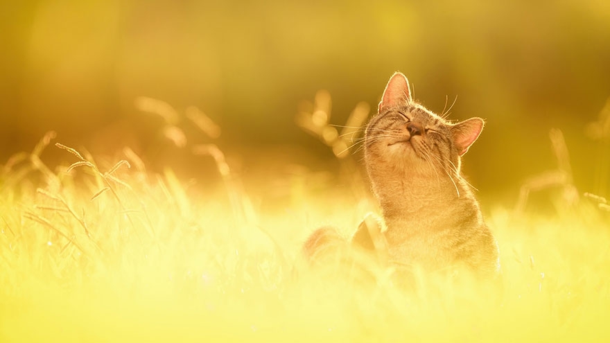 Красивые фотографии кошек от фотографа Seiji Mamiya!