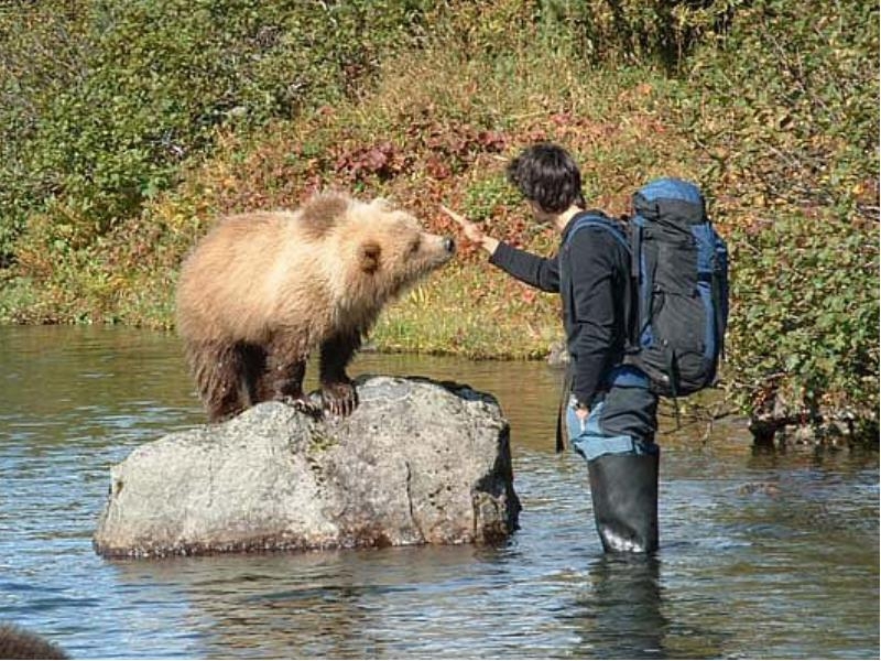 Медведи среди нас!