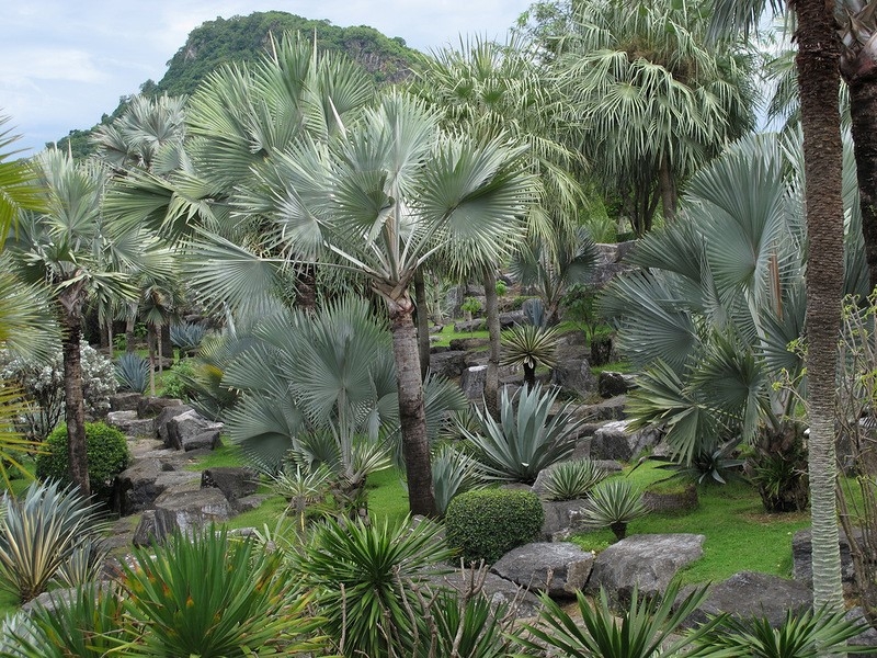 ТАИЛАНД. ТРОПИЧЕСКИЙ САД НОНГ НУЧ (Nong Nooch Tropical Garden)