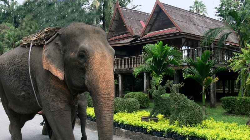 ТАИЛАНД. ТРОПИЧЕСКИЙ САД НОНГ НУЧ (Nong Nooch Tropical Garden)