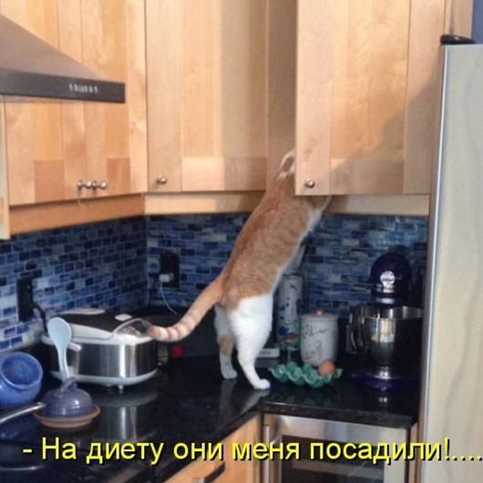 Весенний котопост