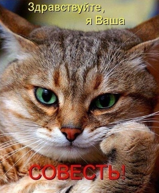 Весенний котопост