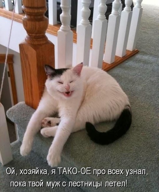 Весенний котопост