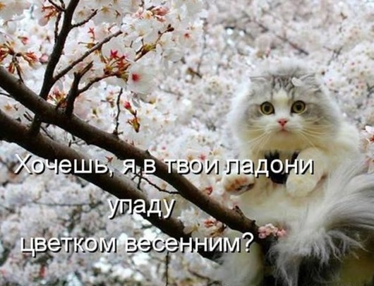 Весенний котопост