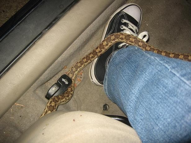 Со змеей в машине