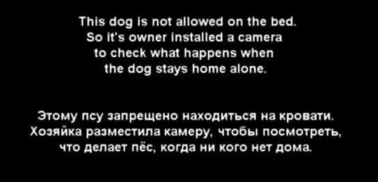 Псу запрещено запрыгивать на кровать Хозяйка установила скрытую камеру