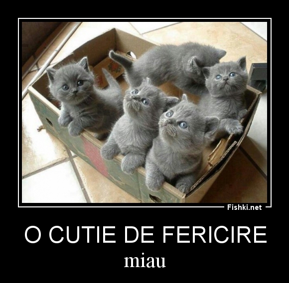 O cutie de fericire