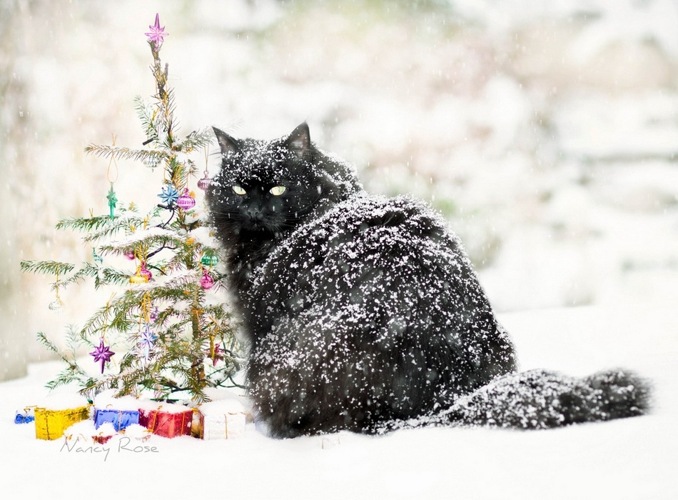 Кошки на снегу