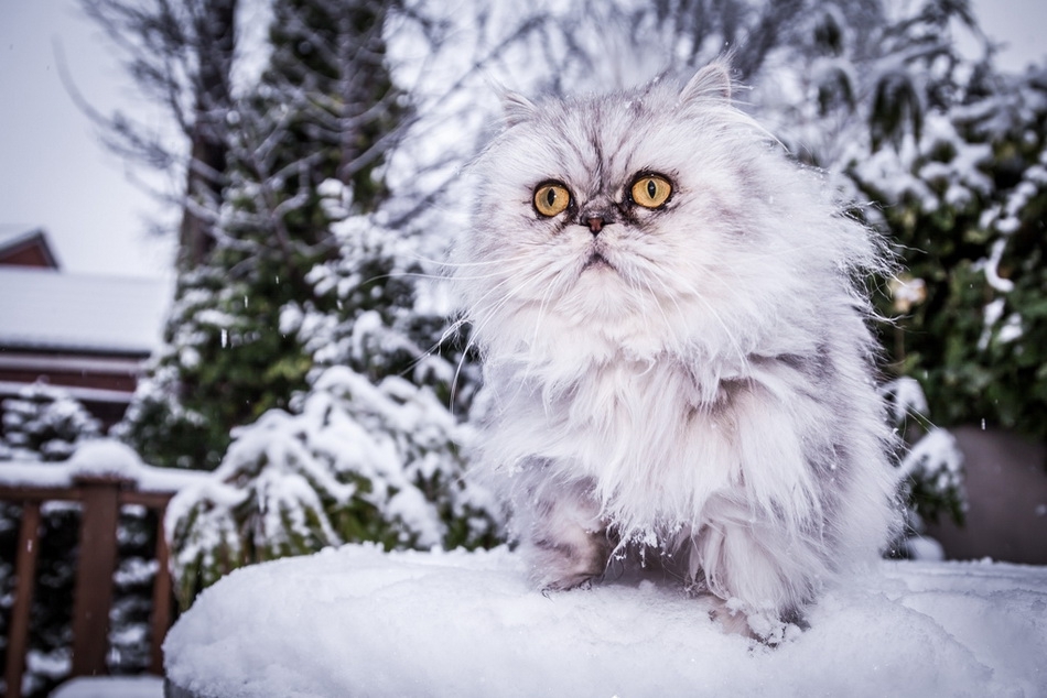 Кошки на снегу