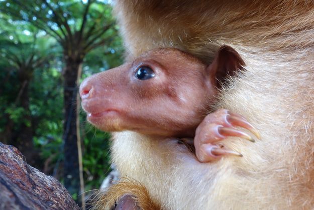 В зоопарке Сиднея родился детеныш древесного кенгуру