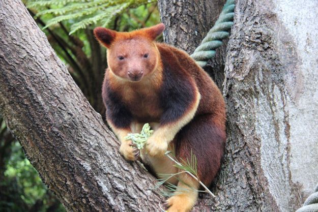 В зоопарке Сиднея родился детеныш древесного кенгуру